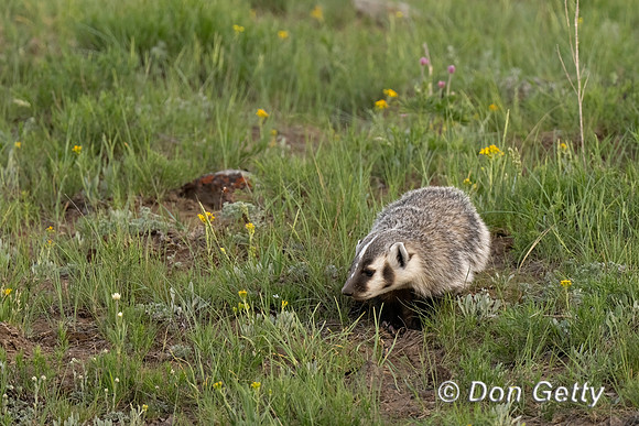 Badger