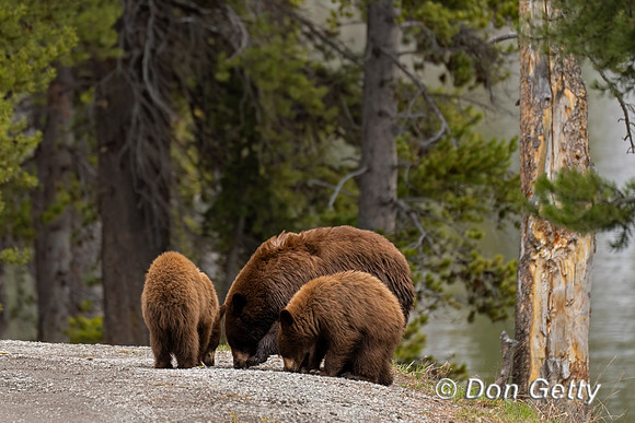 Black Bear