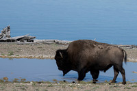Bison