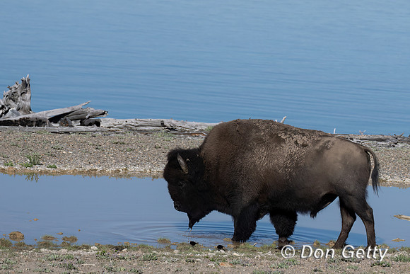 Bison