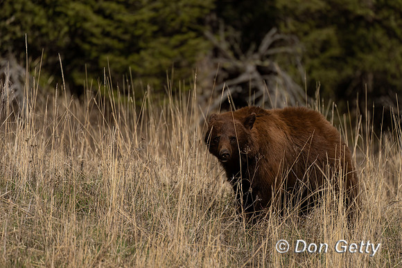 Black Bear