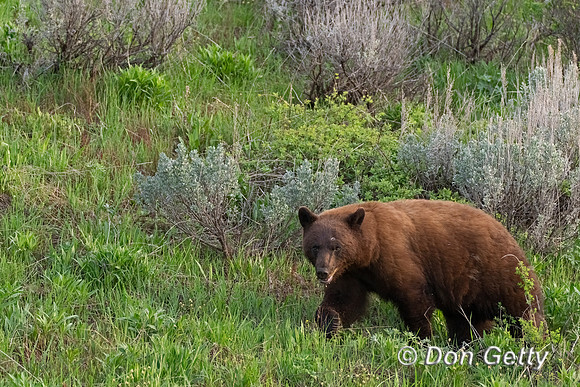 Black Bear
