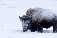 Bison