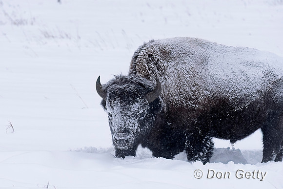 Bison