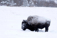 Bison