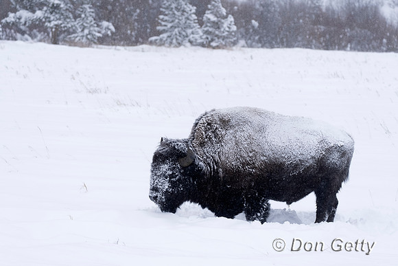 Bison