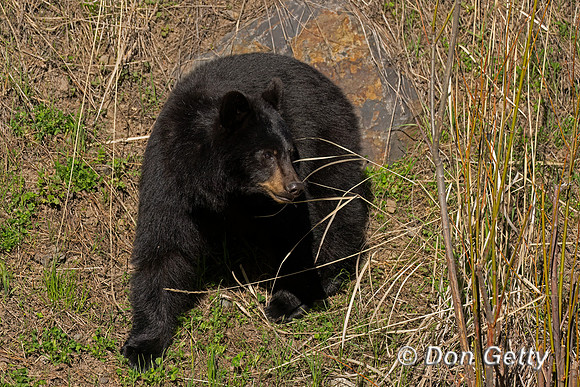 Black Bear