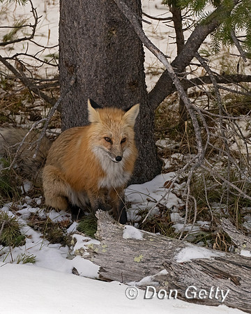 Fox Red