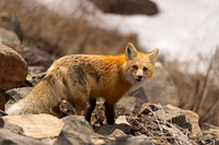 Fox Red