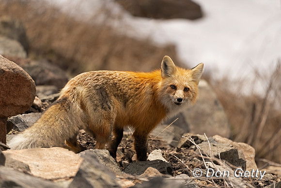 Fox Red