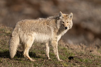 Coyote