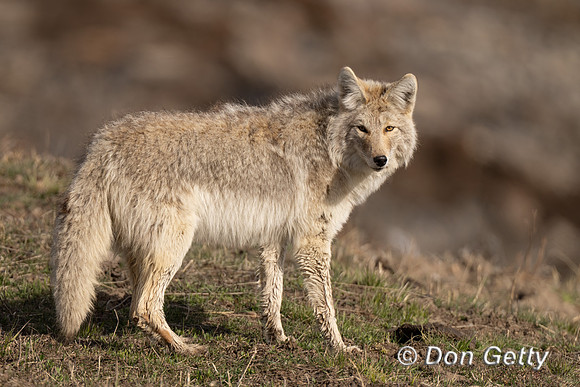 Coyote