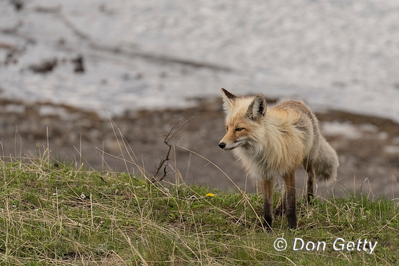 Red Fox