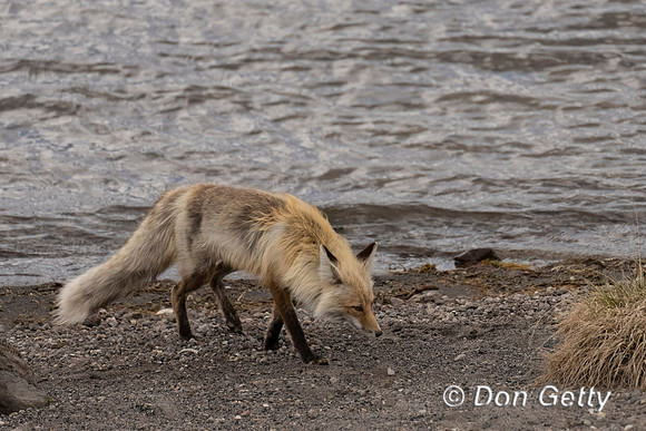 Red Fox