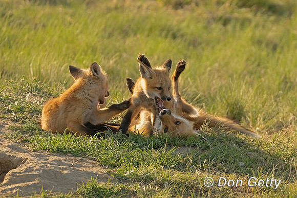 Fox with kits