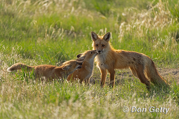 Fox with kits