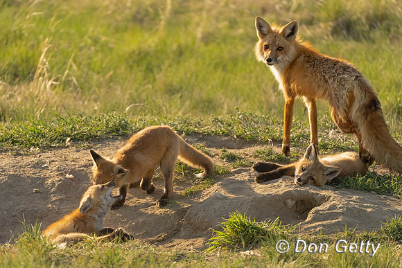 Fox with kits