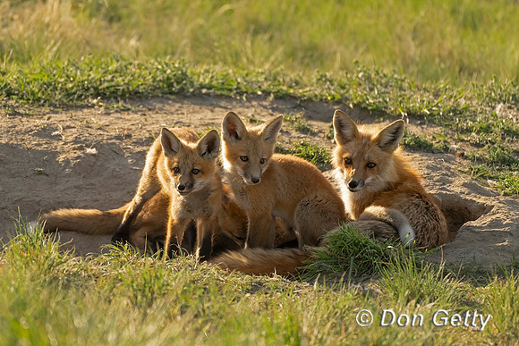 Fox with kits