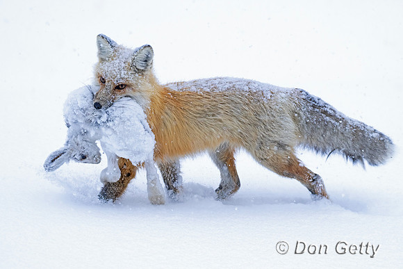 Fox with Showshoe Hare,