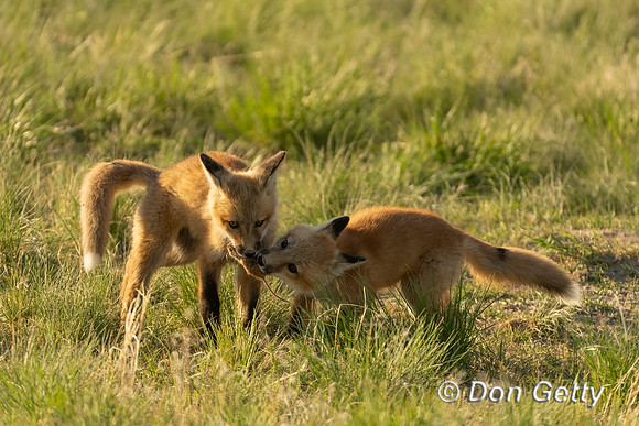 Fox with kits