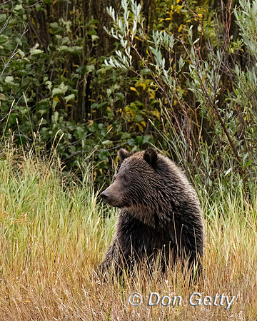 Grizzly Bear