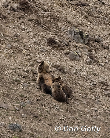 Grizzly Bear