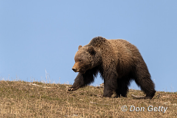Grizzly Bear