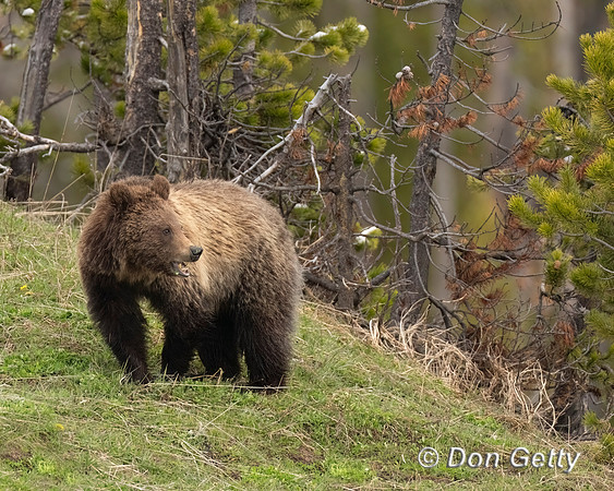 Grizzly Bear
