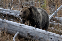 Grizzly Bear