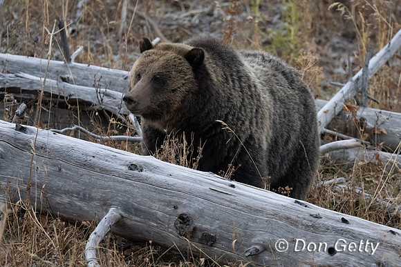 Grizzly Bear