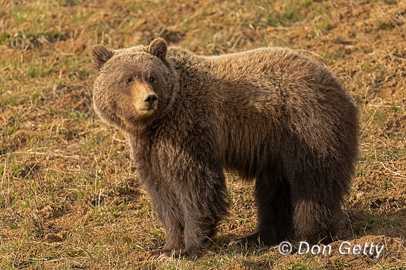 Grizzly Bear