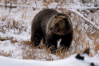 Grizzly Bear