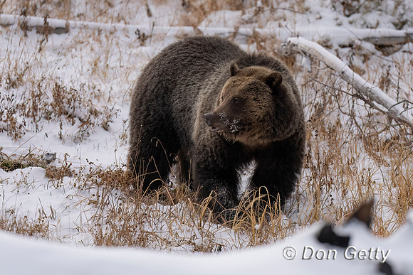 Grizzly Bear