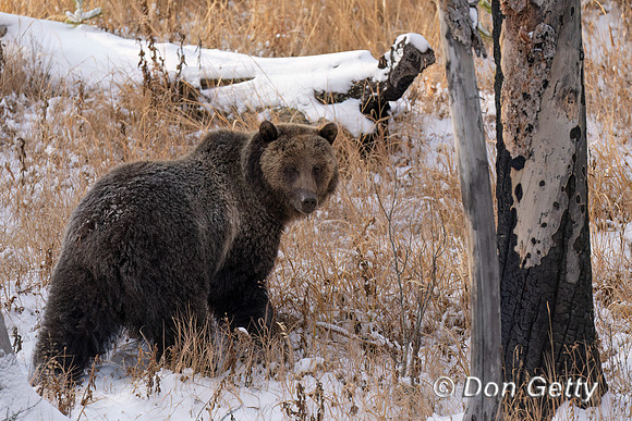 Grizzly Bear