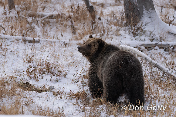 Grizzly Bear