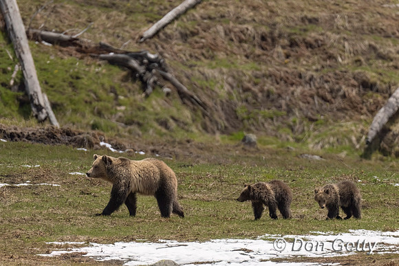 Grizzly Bear
