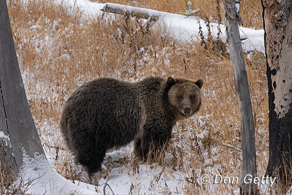 Grizzly Bear
