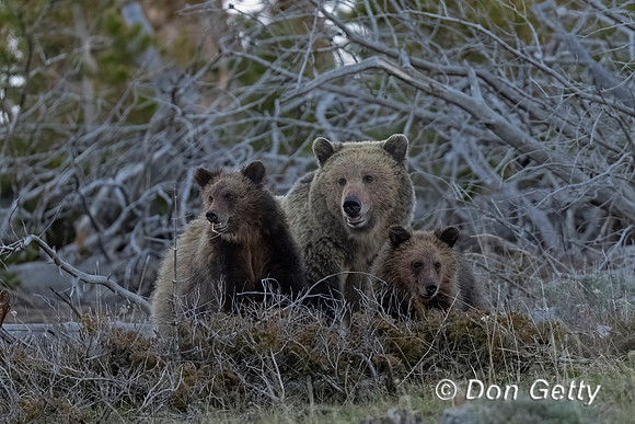 Grizzly Bear
