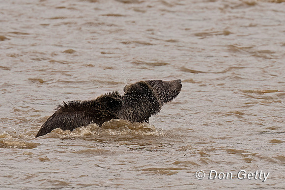 Grizzly Bear