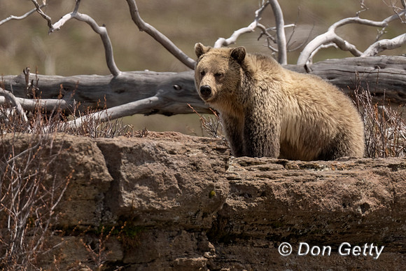 Grizzly Bear