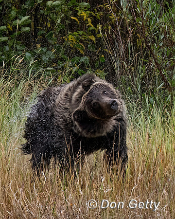 Grizzly Bear