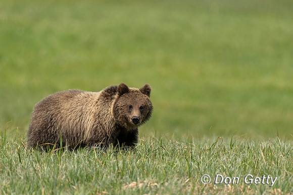 Grizzly Bear