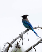 Steller's Jay