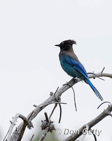 Steller's Jay