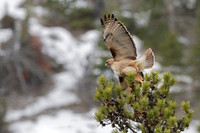 Red-tailed Hawk
