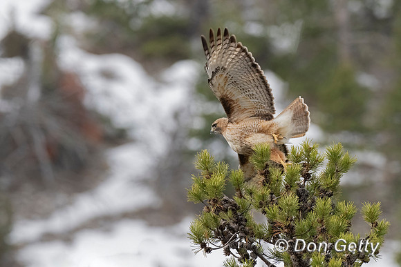 Red-tailed Hawk