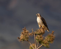Red-tailed Hawk