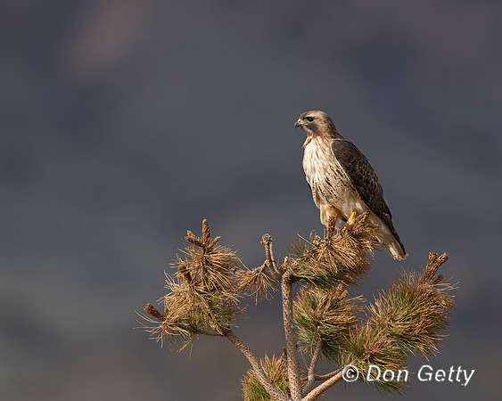 Red-tailed Hawk