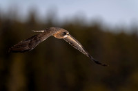 Swainson's Hawk