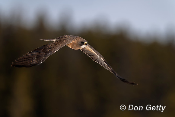 Swainson's Hawk